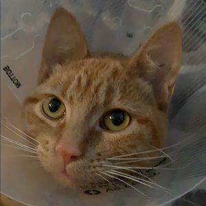 Meet your Posher, Ami